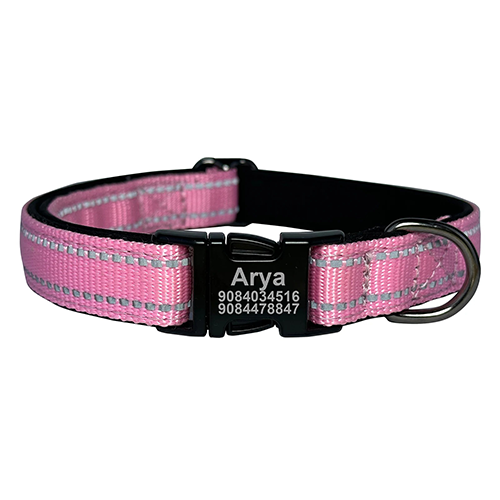 Collier de Chien Gravé