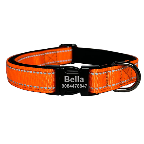 Collier de Chien Gravé