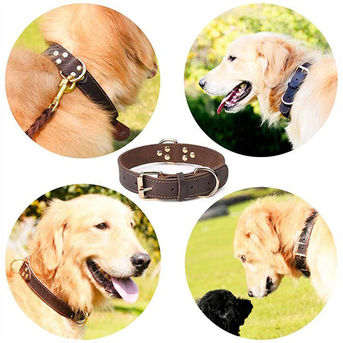Collier en Cuir Véritable pour Chien